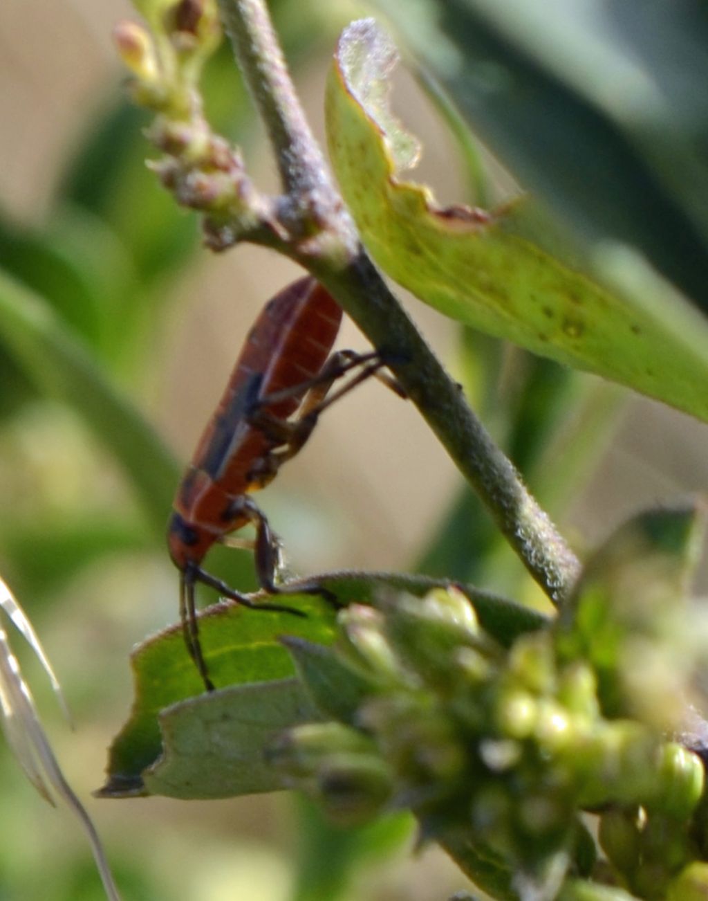 Lygaeus creticus?